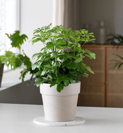 Schefflera Schefflera